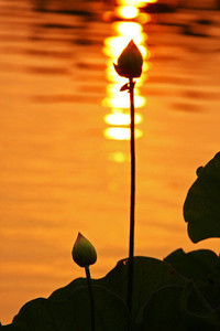 利物浦大胜伯恩茅斯，蒸蒸日上
