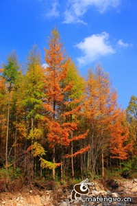 卡迪夫城主帅放言升级目标，全力争取联赛前列
